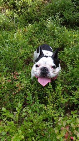 Blåbärsris e mysigt